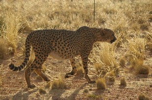 277 Namibia Okt 2006 .JPG
